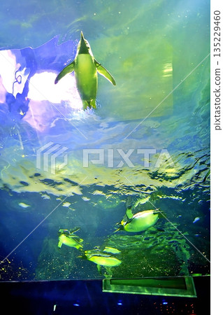 Scenery of the penguin house at Shimane Aquatic Museum Aquas Scenery of the penguin house at Shimane Aquatic Museum Aquas 135229460