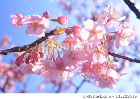 河津櫻9278 135229519
