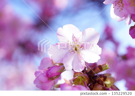 Kawazu cherry blossoms 7496 135229520