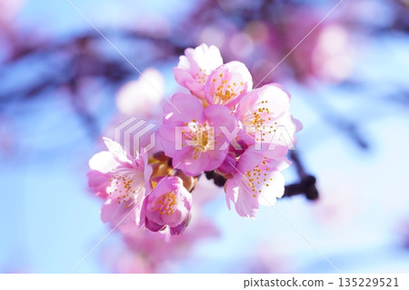 河津櫻花 7503 135229521