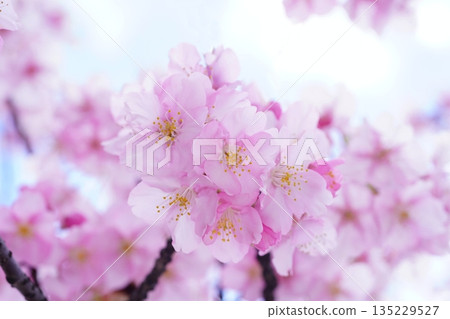 河津櫻花 7619 河津櫻花 7619 135229527