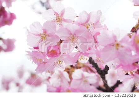 Kawazu cherry blossoms 7749 135229529