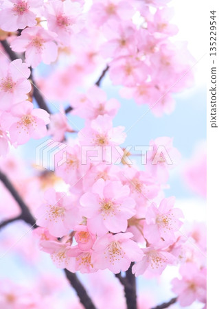 Kawazu cherry blossoms 9483 Kawazu cherry blossoms 9483 135229544
