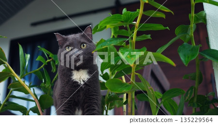 tranquil indoor setting showcases gentle cat attentively watching outside greenery with curiosity tranquil indoor setting showcases gentle cat attentively watching outside greenery with curiosity 135229564