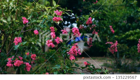 relaxing garden environment showcasing vibrant pink flowers and layered shrubbery in nostalgic style 135229567
