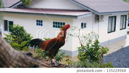 cock surveys neighborhood, bold bird atop building, sunlit rooster overlooks quiet street scene 135229568