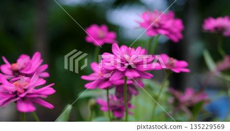 flowers in gentle focus, tranquil garden scene showcasing delicate pink flowers and smooth bokeh effects 135229569