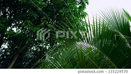 botanical macro detail, highcontrast green hues highlight intricate leaf vein structures intricately botanical macro detail, highcontrast green hues highlight intricate leaf vein structures intricately 135229570