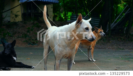 focused pet standing on rugged city pavement, watchful white dog amidst urban decay at dusk shadowing 135229573