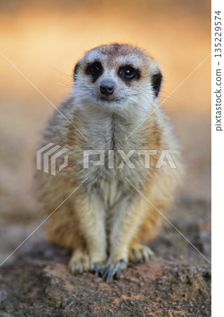 A meerkat sitting on a shady stone 135229574