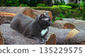 soothing image of gray cat peacefully lounging on wooden bench surrounded by vibrant foliage and mossy stones 135229575