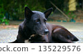 serene canine portrait, calm black dog relaxes in shaded garden with gentle natural lighting ambiance 135229576