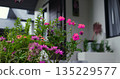 vivid floral display, decorative garden plants create lively outdoor ambiance during evening hours 135229577