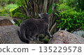 serene cat watches garden surroundings, peaceful gray cat stands alert amid lush backyard environment 135229578
