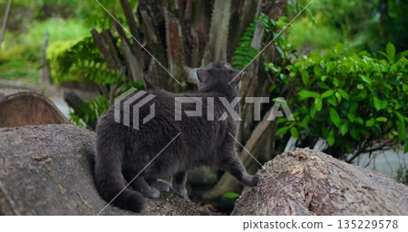serene cat watches garden surroundings, peaceful gray cat stands alert amid lush backyard environment 135229578