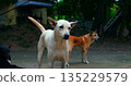 urban dog pack, group of urban stray dogs demonstrates social structure outdoors under streetlight 135229579