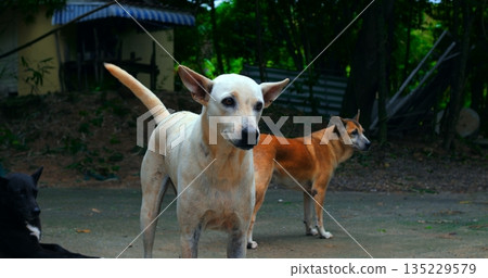 urban dog pack, group of urban stray dogs demonstrates social structure outdoors under streetlight 135229579