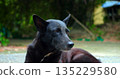 serene black hound on city sidewalk, observant dark dog resting amidst urban surroundings at dusk 135229580