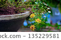 rustic clay pot with blooming daisies, closeup of yellow daisies in textured garden setting 135229581
