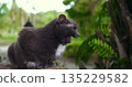 yawning feline serenity, sleepy cat displays open mouth, relaxed gray feline shows midyawn expression outdoors 135229582