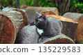 serene cat among logs and plants, peaceful feline laying on stacked wood surrounded by lush garden foliage 135229583