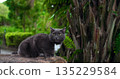 crouching gray feline gazing intensely at camera with detailed fur and lush green backdrop 135229584