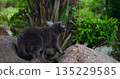 cat studies outdoors, gray cat meticulously surveys abundant and lively natural surroundings nearby 135229585