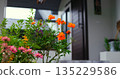 colorful floral display, luminous orange and pink blossoms enhance inviting home garden entrance scene 135229586