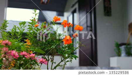 colorful floral display, luminous orange and pink blossoms enhance inviting home garden entrance scene 135229586