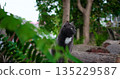 cat observes forest from concealed spot, mysterious feline blends into shaded woodland environment 135229587