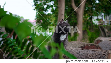 cat observes forest from concealed spot, mysterious feline blends into shaded woodland environment cat observes forest from concealed spot, mysterious feline blends into shaded woodland environment 135229587