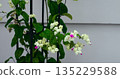 minimalist outdoor garden design featuring vibrant white blooms and sleek architectural elements 135229588