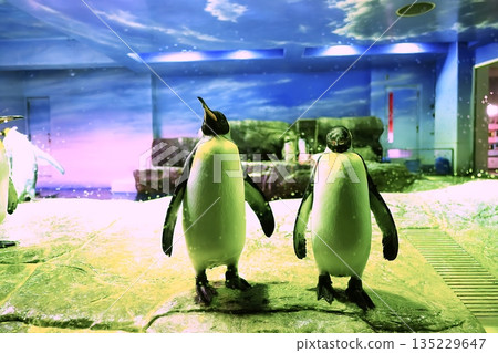 Scenery of the penguin house at Shimane Aquatic Museum Aquas Scenery of the penguin house at Shimane Aquatic Museum Aquas 135229647
