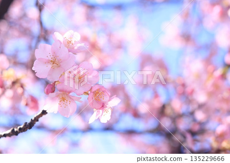 河津櫻9082 135229666