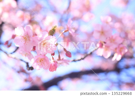 Kawazuzakura9084 Kawazuzakura9084 135229668