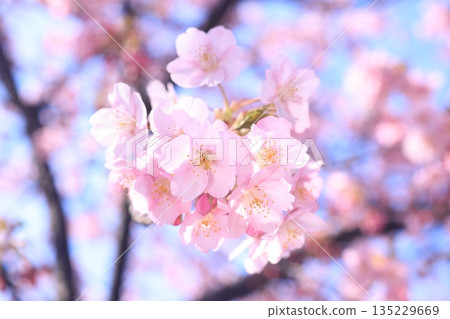 Kawazu cherry blossoms 9087 Kawazu cherry blossoms 9087 135229669