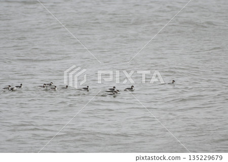 A flock of Little Crested Grebes swimming A flock of Little Crested Grebes swimming 135229679