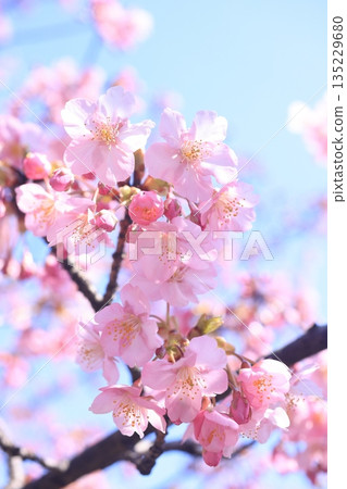 Kawazuzakura9123 Kawazuzakura9123 135229680