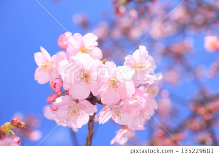 Kawazu Cherry Blossoms 9125 Kawazu Cherry Blossoms 9125 135229681
