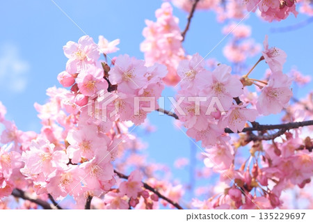 河津櫻9185 135229697