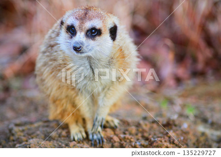 Meerkat waiting for the sunset on a rock 135229727