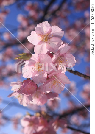 Kawazu cherry blossoms 8780 135229836