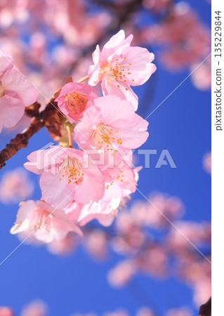 河津櫻8838 135229844