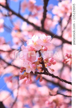 河津櫻8843 135229845