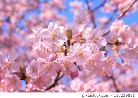 Kawazuzakura8857 Kawazuzakura8857 135229851