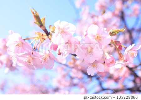 河津櫻花 8938 河津櫻花 8938 135229866