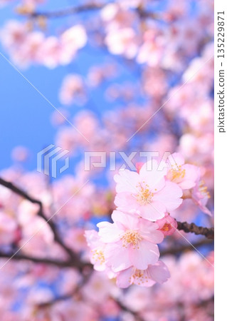 河津櫻8958 河津櫻8958 135229871