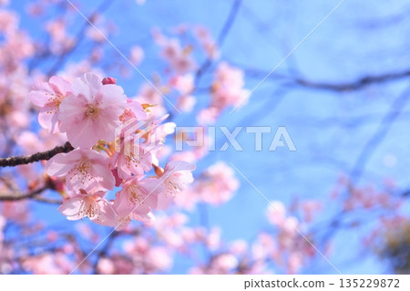 河津櫻花 8963 135229872