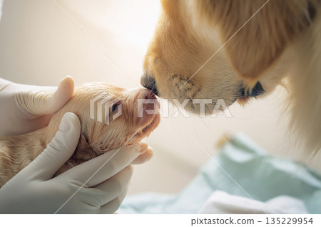 Golden retriever mother and veterinarian watching over puppies. A gentle moment supporting the birth of a new life. 135229954