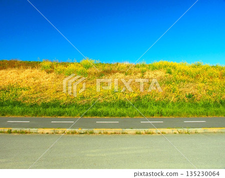 A cycling road scene along the banks of the Edogawa River and riverbed in spring when rape blossoms bloom A cycling road scene along the banks of the Edogawa River and riverbed in spring when rape blossoms bloom 135230064